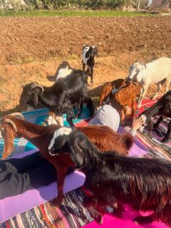 Mansouria Ranch - `Ezbet Lambo - 3