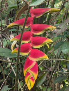Campos de Oro Wilderness Lodge - Monteverde - 1
