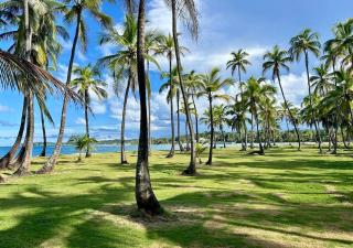 Beachfront Property in Palenque - Paradise! - - 6