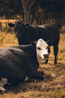 Catley Lodge B&B Farmstay - Te Horo - 5