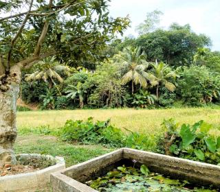 Milk House Mirissa, Entire Home, Authentic Village - 5