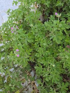 Appartements BAYA - 7