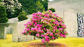 Hakone 100-Year Japanese Garden Residence - 4