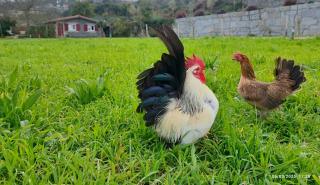 Guest House - Quinta da Giesteira quiet Country House with private outdoor spa in Penafiel, Oporto - 9