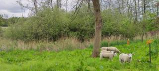La Ferme d'Engolis - Clairfayts - 5