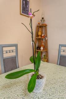 Guest House BALU - Kutaisi - 1
