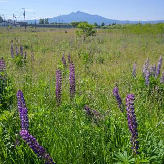 Hermit 知床 - Shari - 5