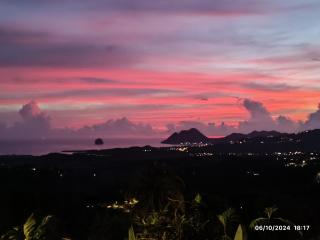 Nid d'Aigle Tropical - 7