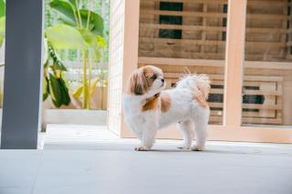 Love, Lourdes Villa - 4