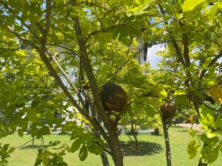 Curly Hostel Negombo - 3