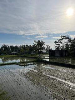 Shri Wedari Private Pool with Ricefield View - 7