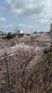 Ganderak Guesthouse - Jeju - 9