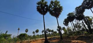 KK Dream Garden - 1