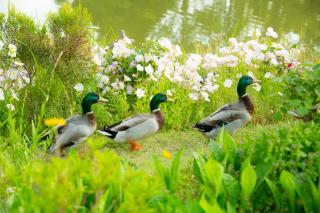 Forest Villa Huis Ten Bosch - Sasebo - 1