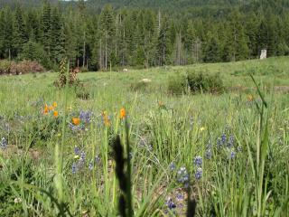 Romantic Trinity Cabin Getaway with Lovely Woodland Views in Nevada City, California - - 5