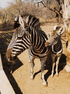 Kube at Kruger - Marloth Park - 2