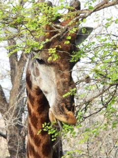 Kube at Kruger - Marloth Park - 3