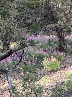Cozy Bell Tent Surrounded by Nature in Duchesne, Utah - Duchesne - 6