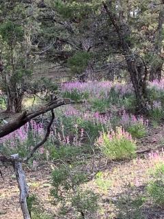 Secluded Bell Tent Nestled in the Pines in Duchesne, Utah - 5