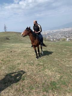 horse club qoria - 7