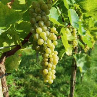 Privatzimmer am Weinbrunnen - 1