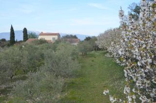 Sous le figuier - La Roque-sur-Pernes - 1