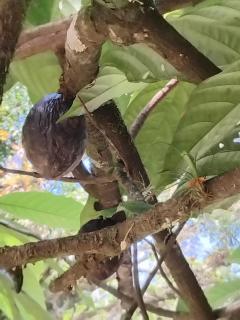 Campo e mar Bertioga - 3