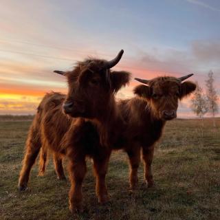 Kihnu Külalistemaja - 7