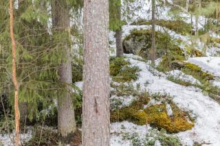 Coloria - kotisi Rovaniemellä, luonnollisesti - Rovaniemi - 2