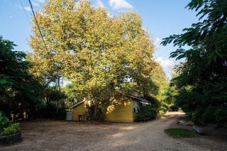 Fazenda Santa Thereza - Itapira - Itapira - 4