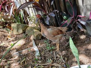 Recanto alegria - 1