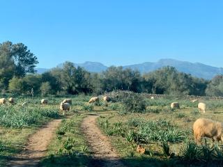 Finca na Pruna Holiday Home - 5