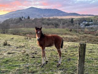 1 Aberbeinw - Dolwyddelan - 6