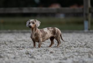 Logeren boven paarden - Jubbega-Schurega - 5