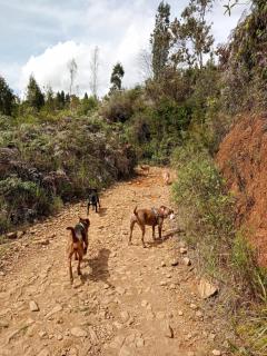 KITE KIWE LODGE - Parque Arvi - Guarne - 7
