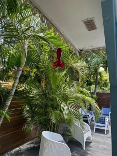 La belle creole - Sainte-Anne - 4