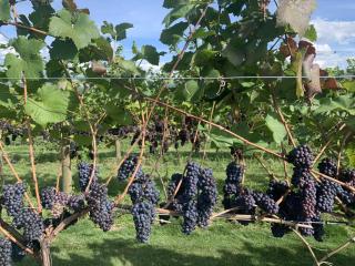 Exceptional Boutique Cottage with Incredible Lake View - 4