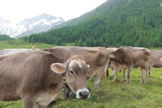 Appartamento ACHILLEA - Livigno - 7