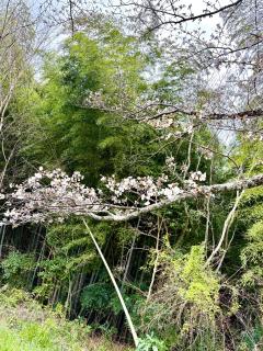 GREEN ViLLA南大阪 - - 6
