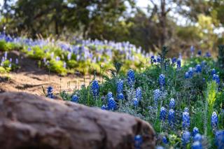 Charming Cabin in the Heart of the TX Hill Country - Llano - 8