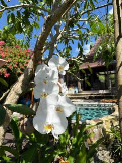 PINOKKIO B&B Restaurant - Ungasan - 1