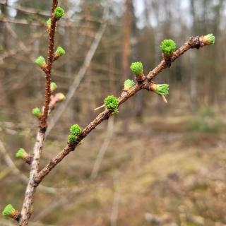 Sallands boschalet - 8