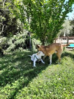 Glamping Serraiola Alta - Frassine - 5
