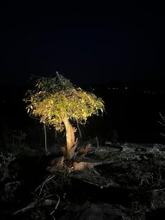 HOUSE OF PEPPER COFFEE Campsite & Cottage - Chikmagalūr - 3