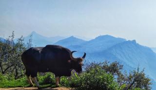 Dostel Vattakanal - Kodaikanal - 0