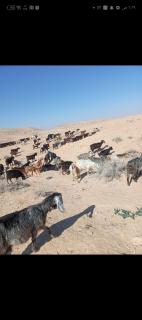 Dana to explore Bedouin life - Dana - 4