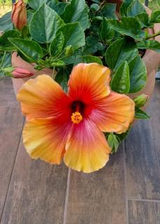Hibiscus - Castiglioncello - 9