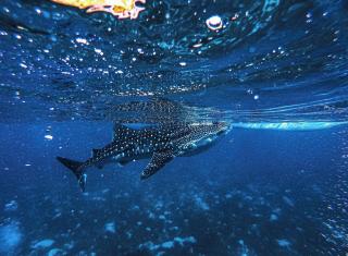 Entire cabin in Fenfushi, Maldives - Fenfushi - 2