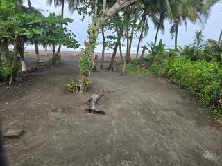 Casa Rosa - Beach Front - Tortuguero - 3