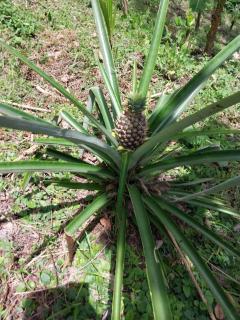 Apo-Experience Ecoturismo Talamanca - 5